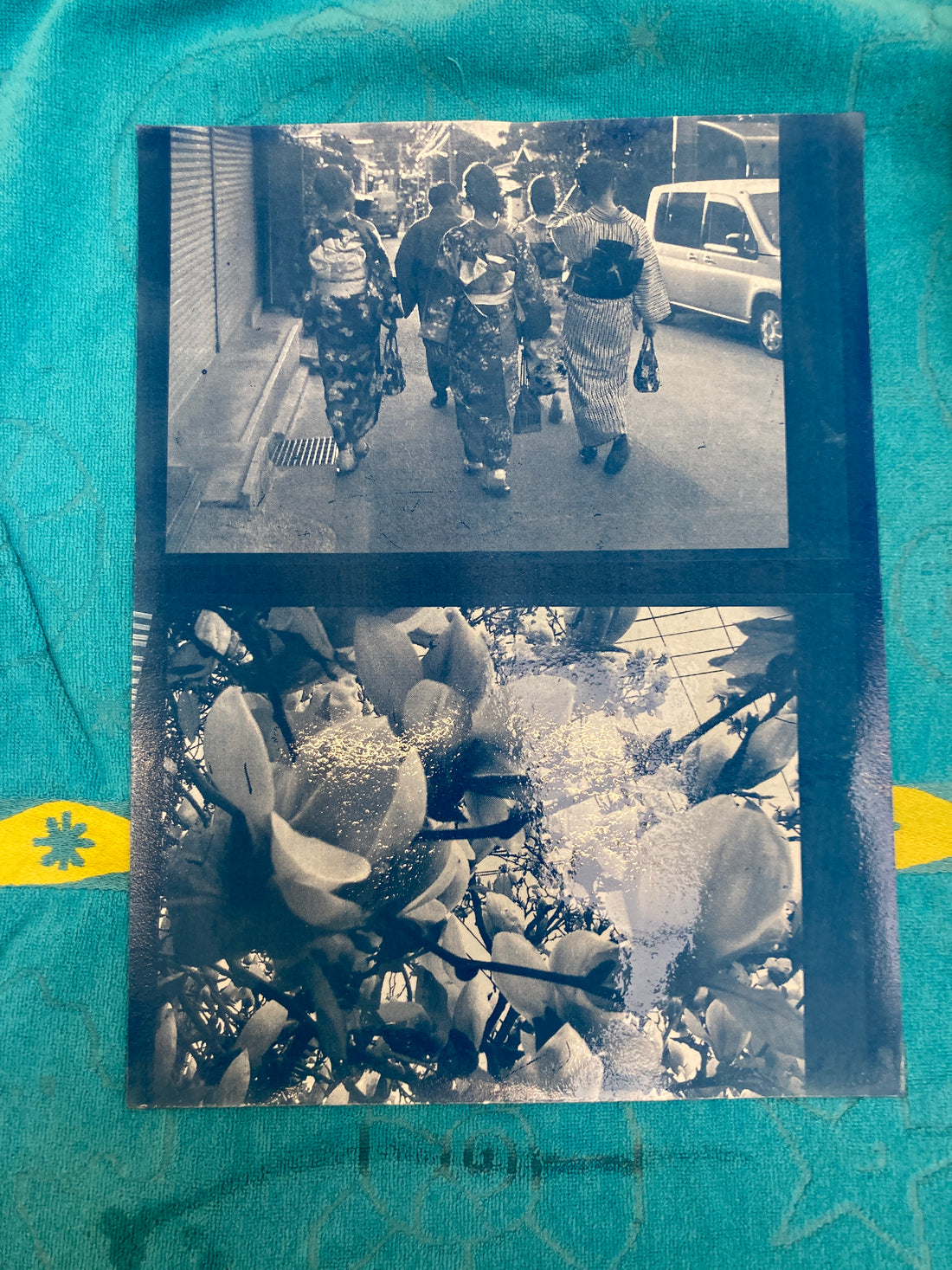 A photograph of a cyanotype print drying on a towel. The print is blue and is of two photographs, the top one is people wearing kimonos, the bottom image is of flowers on a magnolia tree.